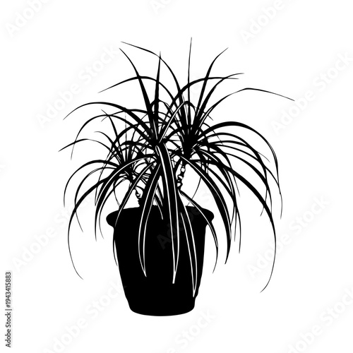 Silhouette of spiky houseplant Spider in pot on white background, black ink style.