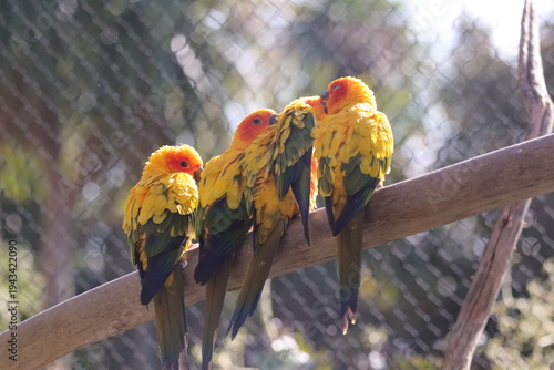 Sun conure parrots perched together on branch in zoo aviary