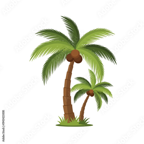 Two Palm Trees with Coconuts on a White Background