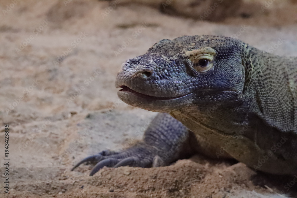 Fototapeta premium Komodo dragon close up resting in zoo habitat