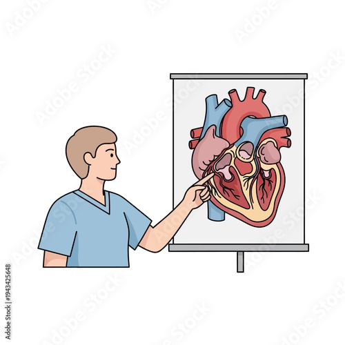 Doctor presenting human heart anatomy on a whiteboard, medical education and cardiology concept
