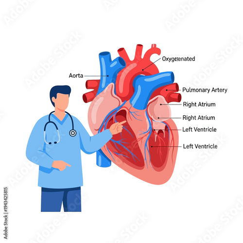 Doctor Explaining Human Heart Anatomy, Blood Circulation, Medical Education