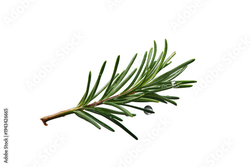 Fresh rosemary sprig with water drops, a fragrant herb ingredient for cooking and seasoning, transparent background
