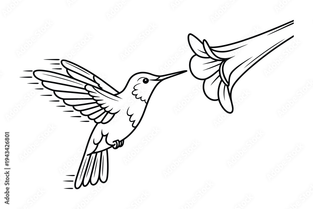 Fototapeta premium Hummingbird feeding on flower icon