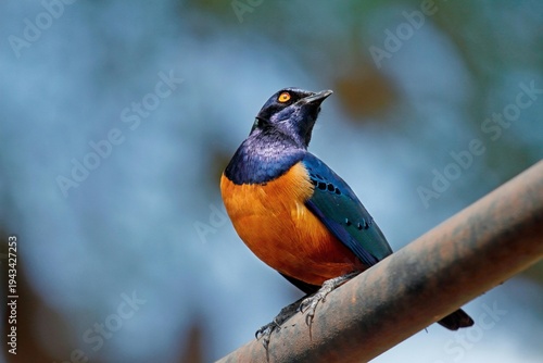 Hildebrandt's Starling with Iridescent Blue and Orange Plumage Perched on a Pipe
