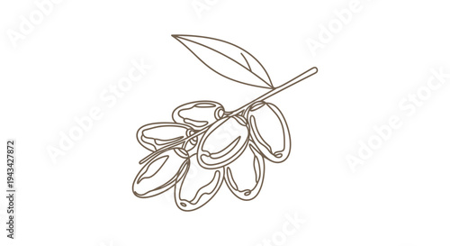 Illustration of Olives on a Branch.