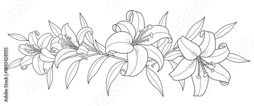 Black and White Line Drawing of Lily Flowers and Leaves Border floral