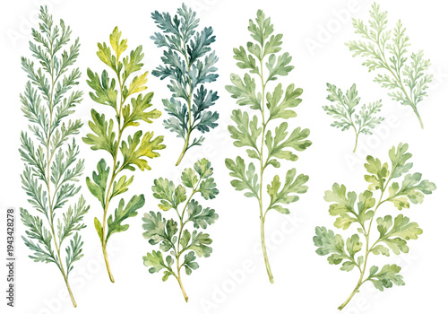 A delicate watercolor collection of Artemisia branches featuring soft green botanical foliage illustrated in a natural herbal plant style.