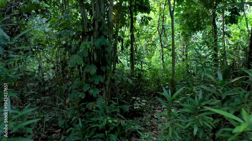 First person walking POV through thick tropical rainforest vegetation in Raja Ampat