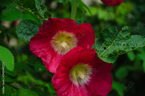 The bright red mallow flower decorates gardens, Malva Red