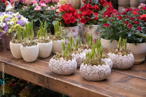 Vatiety of Daffodil bulbs in decorative egg-shaped pots grow at garden shop in springtime.