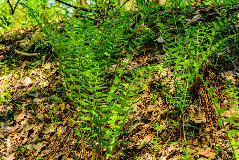 Fototapeta premium Green fern plants in the forest on spring