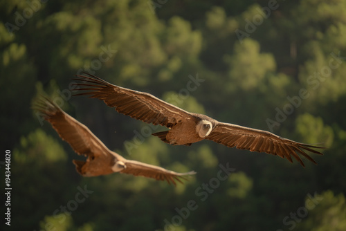 Two Griffon Vultures Gliding Together Over a Forest