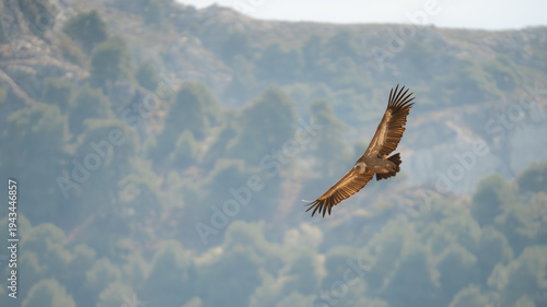 Griffon Vulture Soaring High Above Mountain Peaks