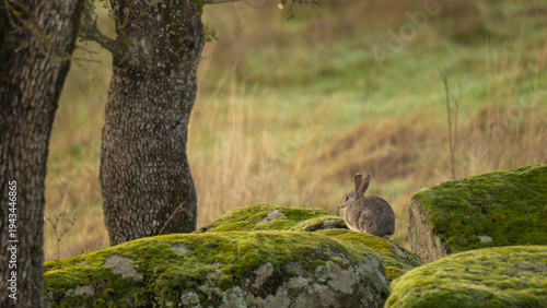 Photos Wild Rabbit Sitting on Mossy Rocks Near Oak Trees