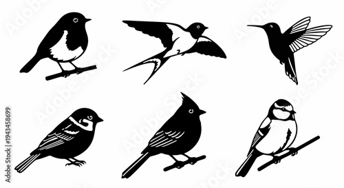 Collection of Aquatic Birds Including Heron, Pelican, and Swan