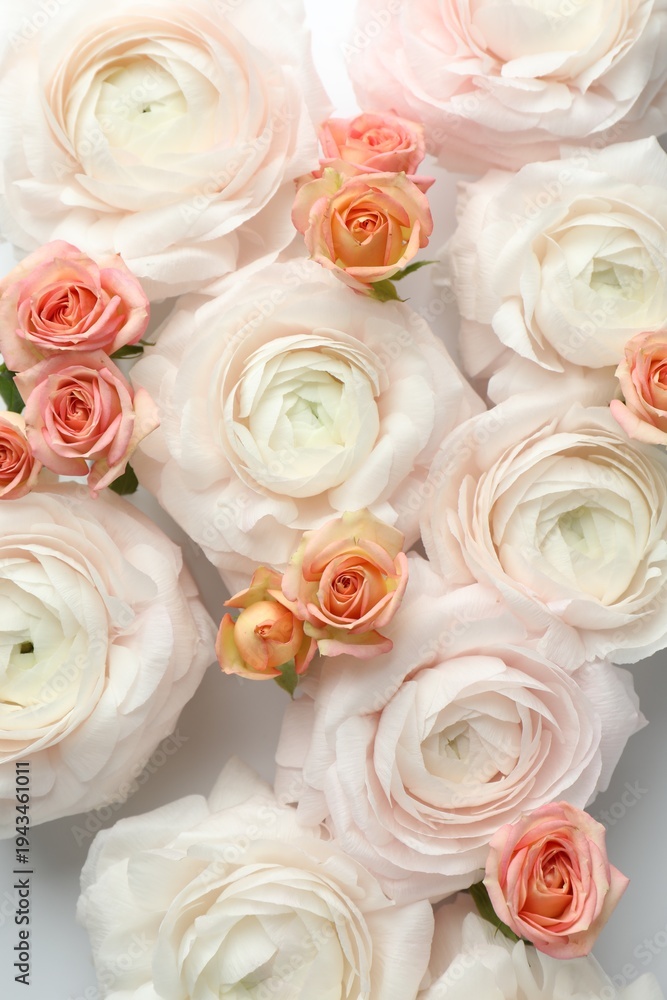 Obraz premium Beautiful ranunculuses and roses on white background, flat lay