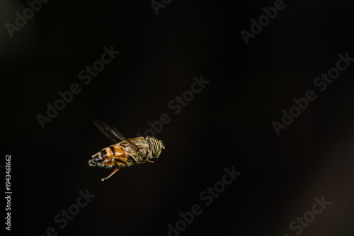 Bee-fly mimics a Honeybee