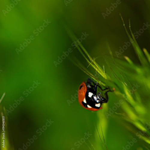 Ladybug in Grasses
