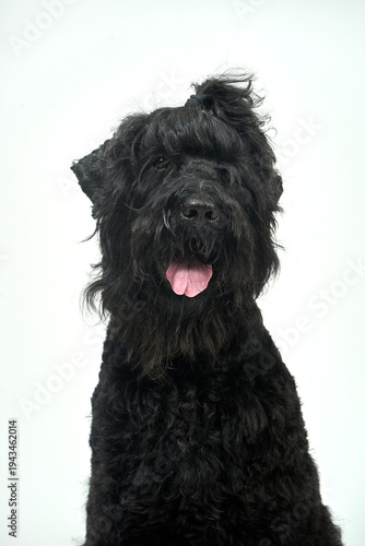 Black russian terrier dog with fluffy black fur on a neutral white plane, long groomed hair tied up, looking at camera with tongue out
