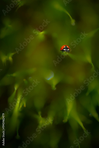 Ladybug in Grasses