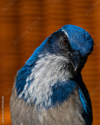 Scrub Jay Portrait