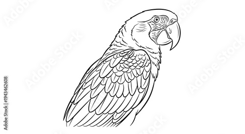 Detailed black and white line art drawing of a parrot, showcasing its feathers and beak in a side profile.