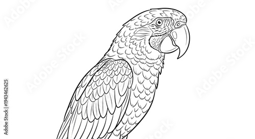 Detailed black and white line drawing of a parrot, showcasing its intricate feather patterns and distinctive beak, suitable for coloring or illustration.