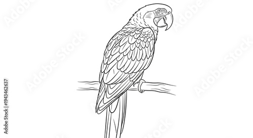 Detailed line art drawing of a tropical parrot perched on a tree branch, suitable for coloring books or educational materials.