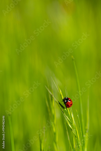 Ladybug in Grasses