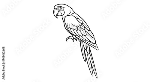 Detailed black and white line drawing of a parrot, an exotic bird illustration for graphic design or coloring.