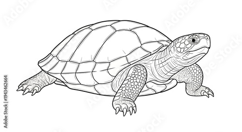 Detailed line drawing of a turtle with its patterned shell and textured limbs, depicted in a side profile view.