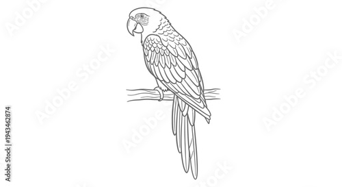 Detailed line art drawing of a parrot perched on a branch, perfect for coloring books and educational activities.