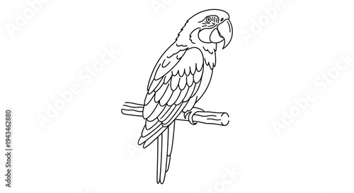 A detailed line drawing of a parrot perched on a branch, showcasing its feathers and beak.