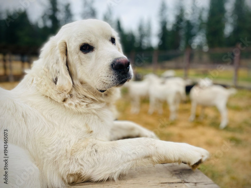 Принти на полотні polish tatra livestock guardian dog