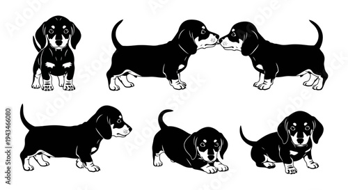 Dachshund Puppies: Six Adorable Poses of Black and Tan Dachshund Dogs