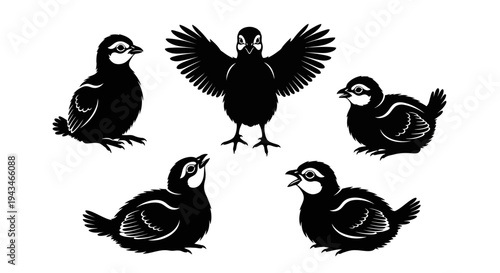 Five Black Chicks Silhouette: One Spreading Wings, Four Sitting