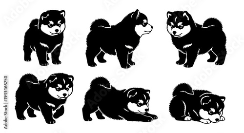 Cute Shiba Inu Puppies: Six Poses of Adorable Black and White Dogs