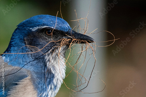Scrub Jay Portrait