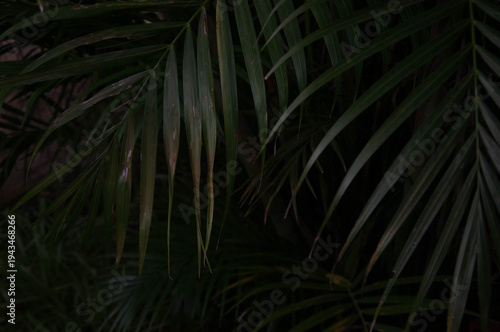 Palm leaf in the dark, close-up, macro.