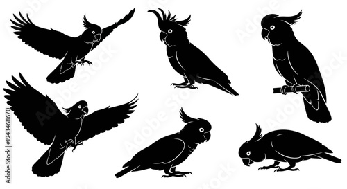 Set of Black Cockatoo Silhouettes in Various Poses on White Background