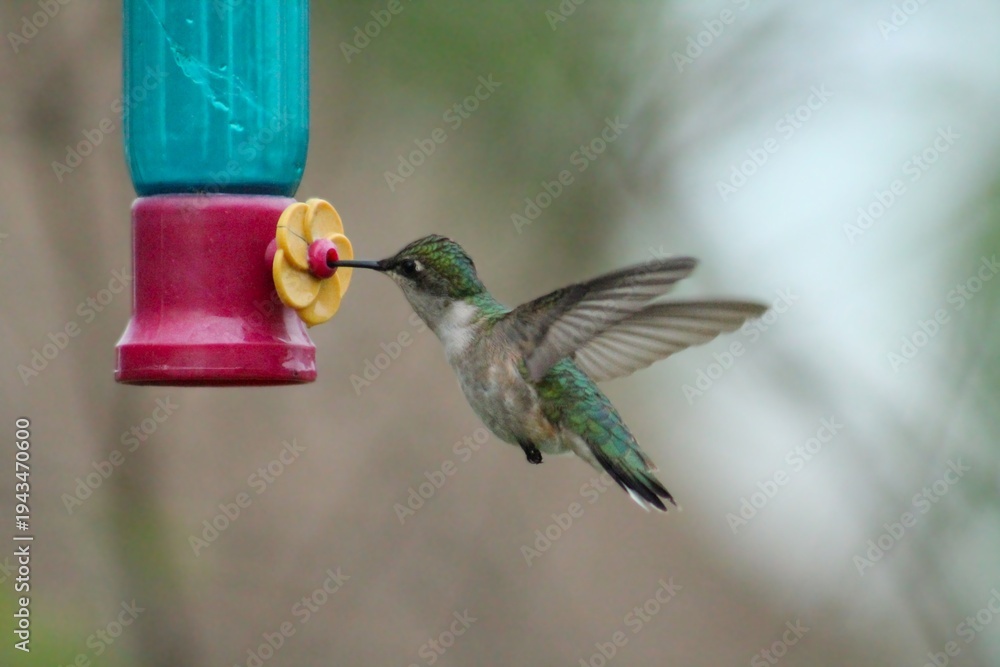 Fototapeta premium hummingbird in flight