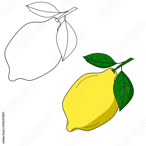 seamless citrus pattern, lemon slice isolated on white background, Freshness Orange Slice Frame, Fresh Orange Slice Illustration, orange vektor illustration, lime dan lemon vektor illustration.