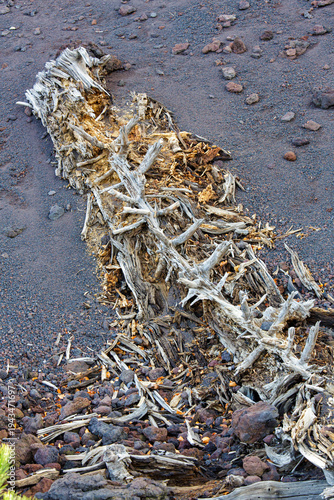 Photography Weathered decayed tree trunk grey volcanic rock ground crumbled fragmented decom