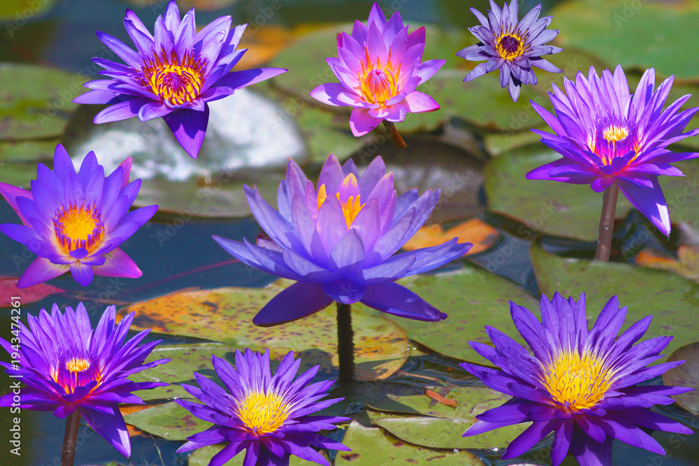 Obraz premium Purple Water Lilly Collage From Chicago Botanic Gardens