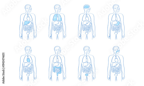 Internal Organs Sketch
