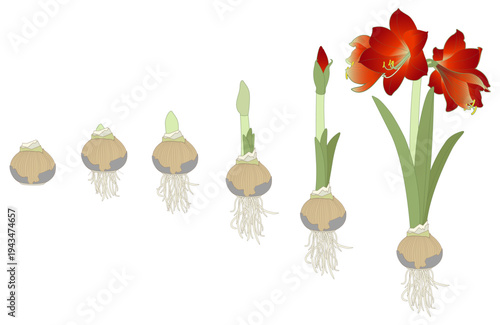 Vector illustration. Hand drawing botanical illustration. Growth stages of bulbous domestic flowers. Potted amaryllis or hippeastrum. 