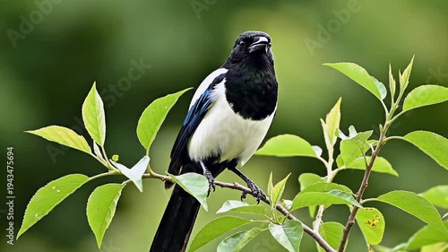 Close-up of a Eurasian Magpie Singing on a Leafy Green Branch