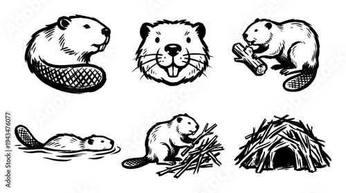 Set of six hand-drawn beaver illustrations showing the animal swimming, building a lodge, gnawing wood, and a cute character portrait in a black ink sketch style