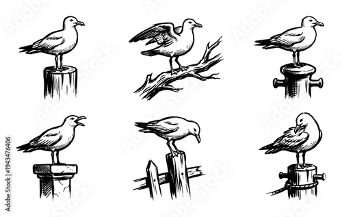 Set of six hand-drawn seagull illustrations in a monochrome sketch style, showing the seabirds in different poses on nautical posts and branches